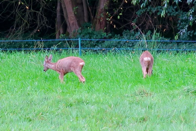 rehe