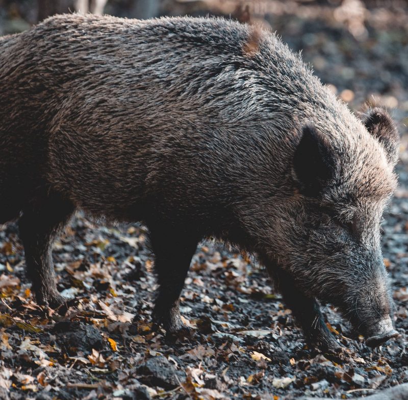 pexels-anna-hinckel-5873485